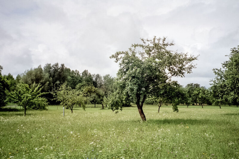 Obstbäume im Eferdinger Becken