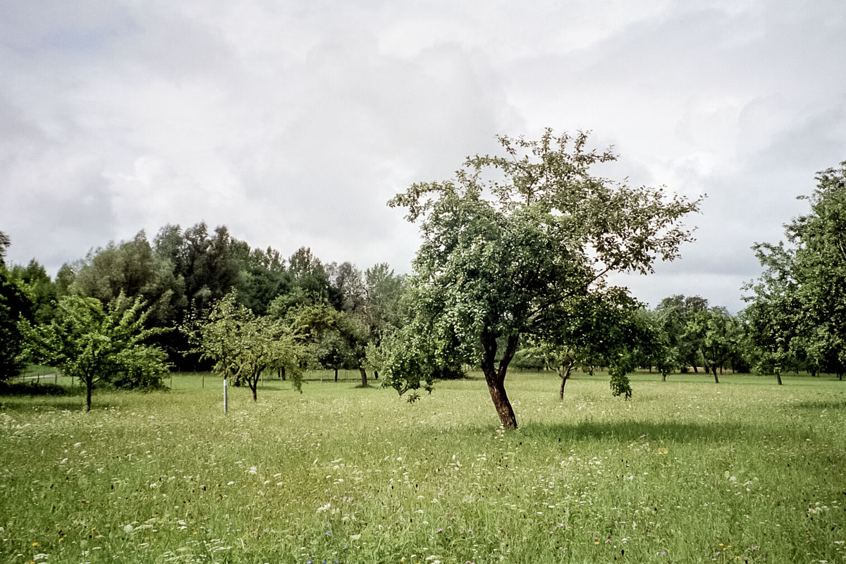 Obstbäume im Eferdinger Becken