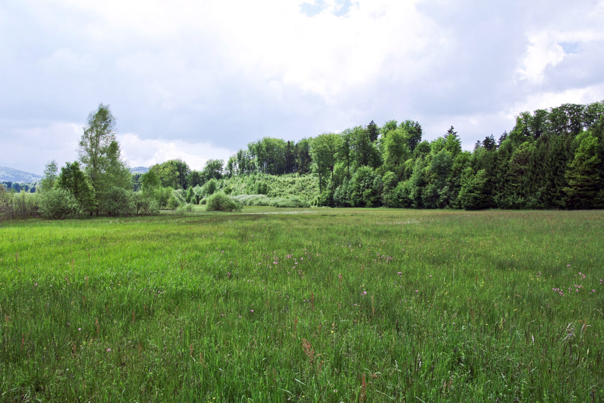 Gerlhamer Moor