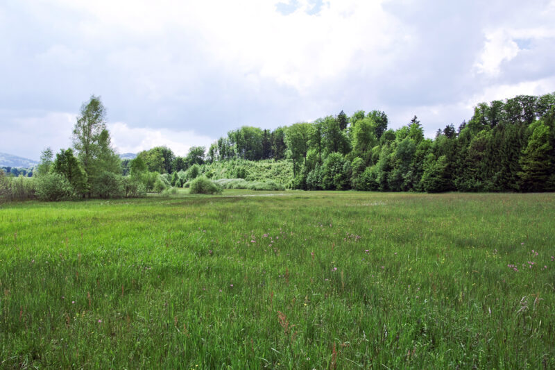 Gerlhamer Moor