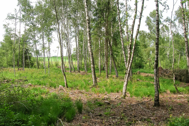Gmöser Moor