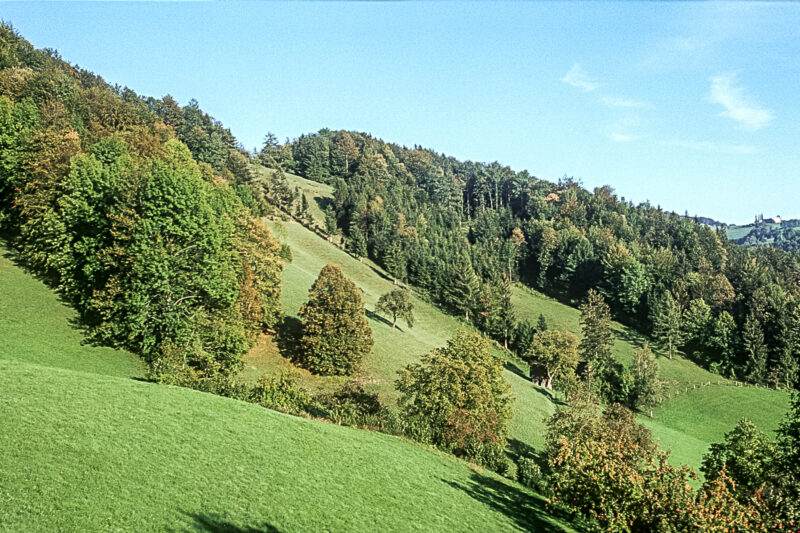 Kalksteinmauer Laussa