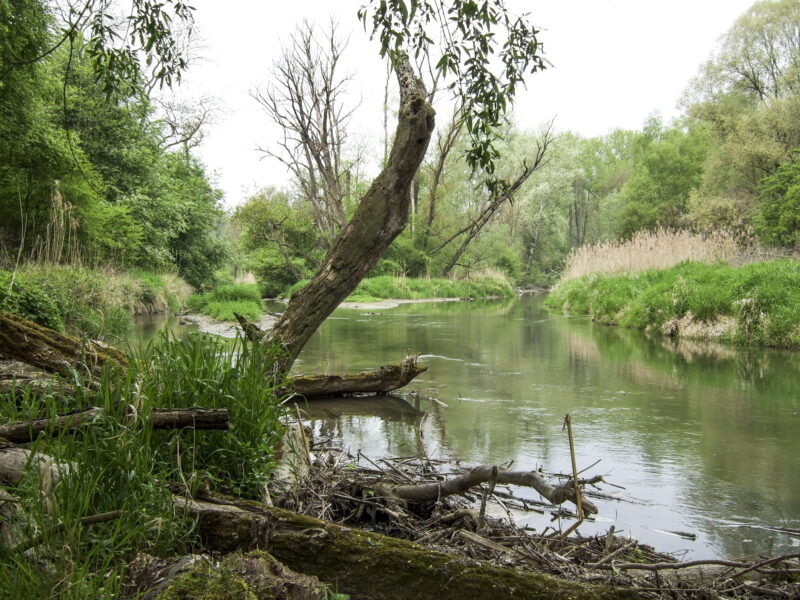Traun-Donau-Auen