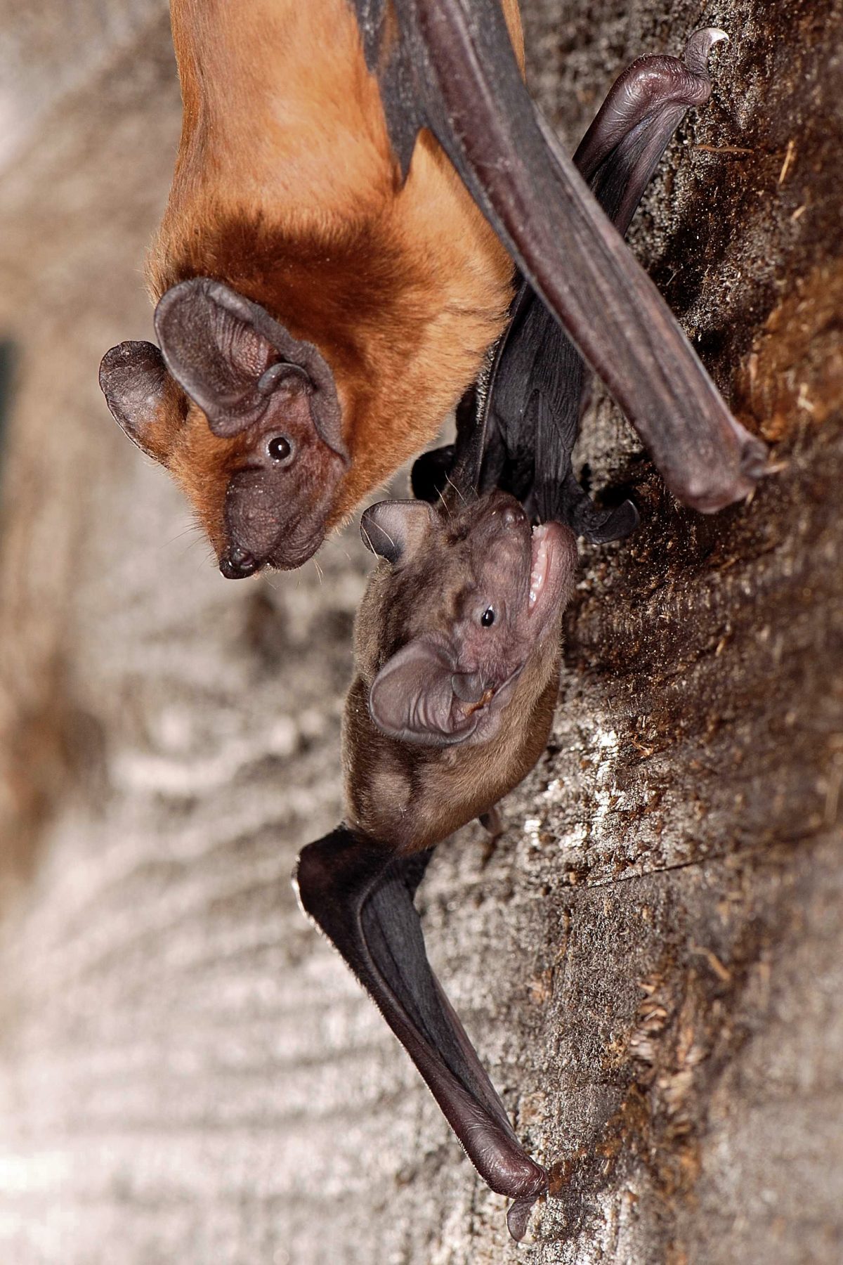 Abendsegler mit Jungtier