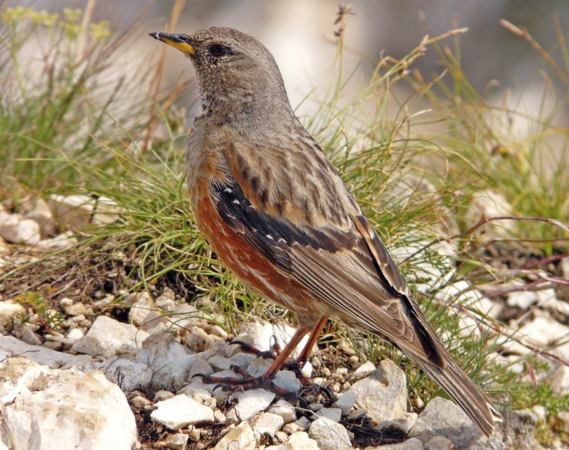 ALPENBRAUNELLE (Prunella collaris)
