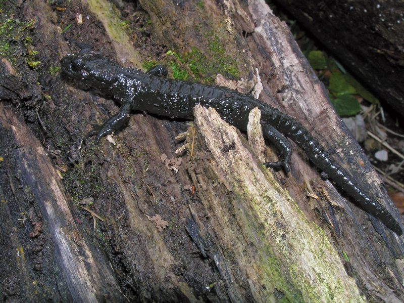 ALPENSALAMANDER (Salamandra atra)