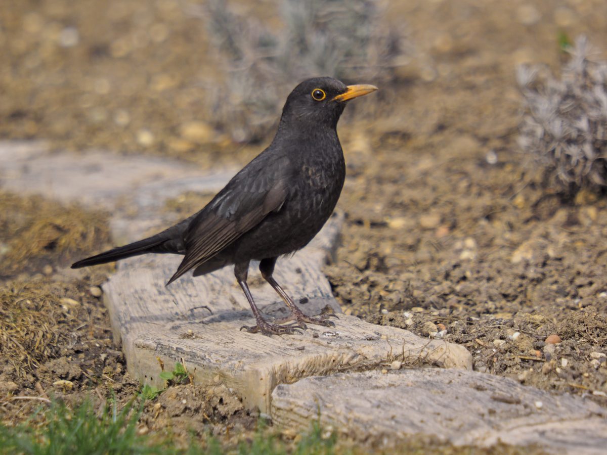 AMSEL (Turdus merula)