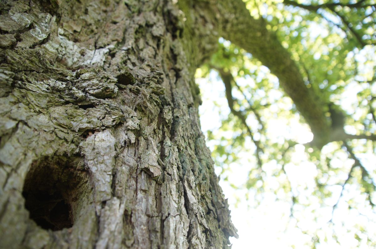 Wohnung für Specht oder Steinkauz