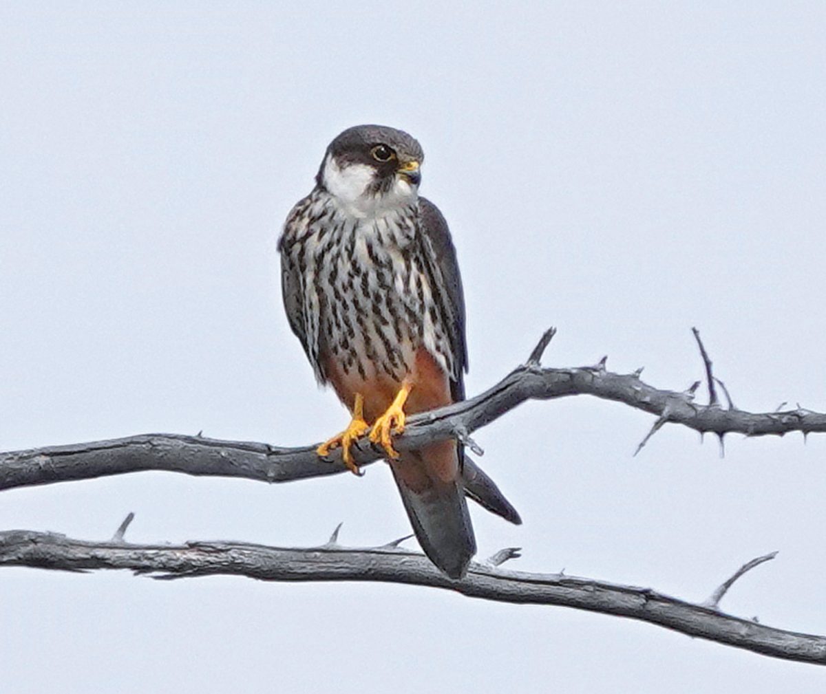 BAUMFALKE (Falco subbuteo)
