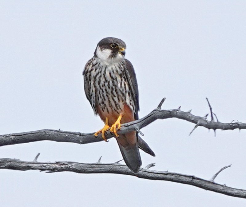 BAUMFALKE (Falco subbuteo)