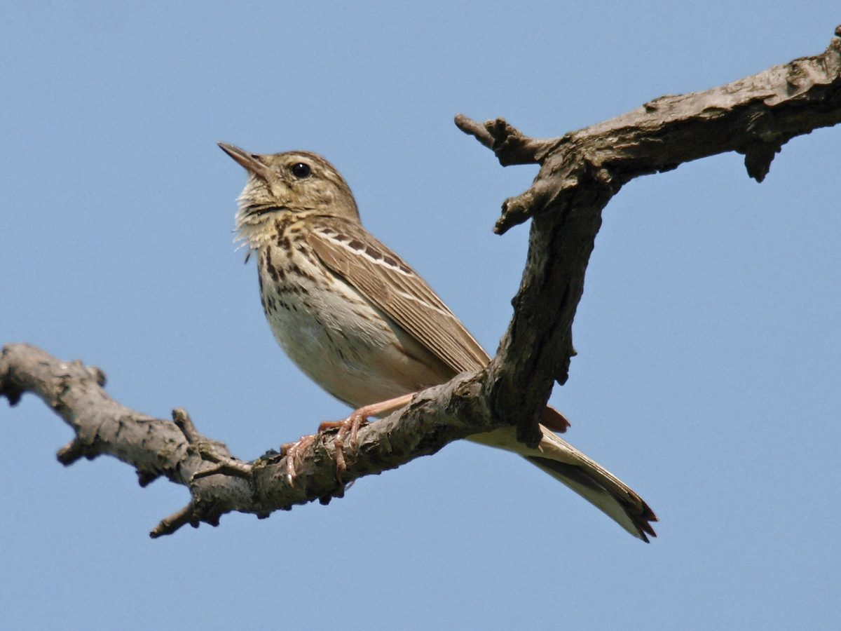 BAUMPIEPER (Anthus trivialis)