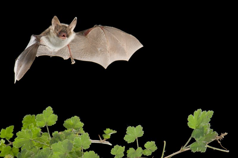 Bechsteinfledermaus (Myotis bechsteinii)