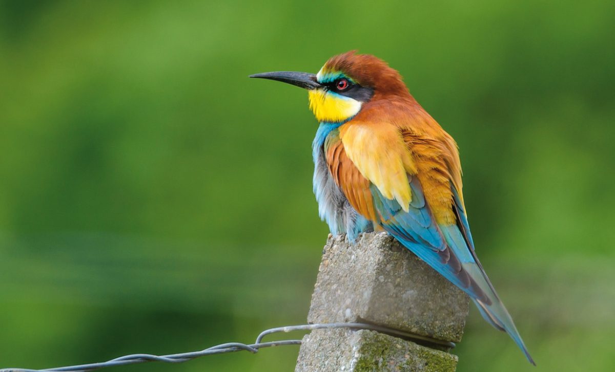BIENENFRESSER (Merops apiaster)