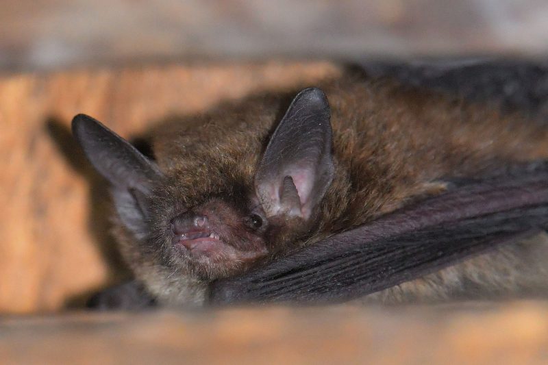 Brandtfledermaus