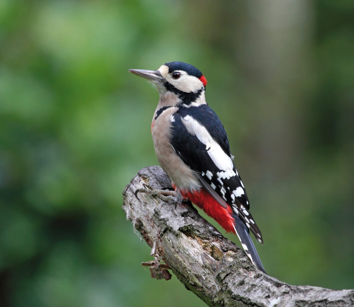 BUNTSPECHT (Dendrocopos major)