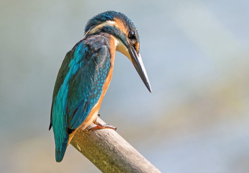 EISVOGEL (Alcedo atthis)