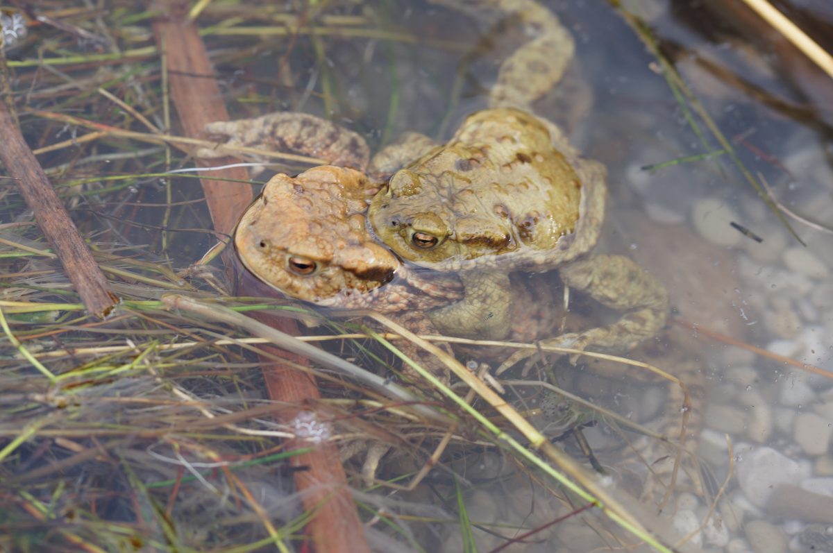 Das Weibchen trägt das Männchen