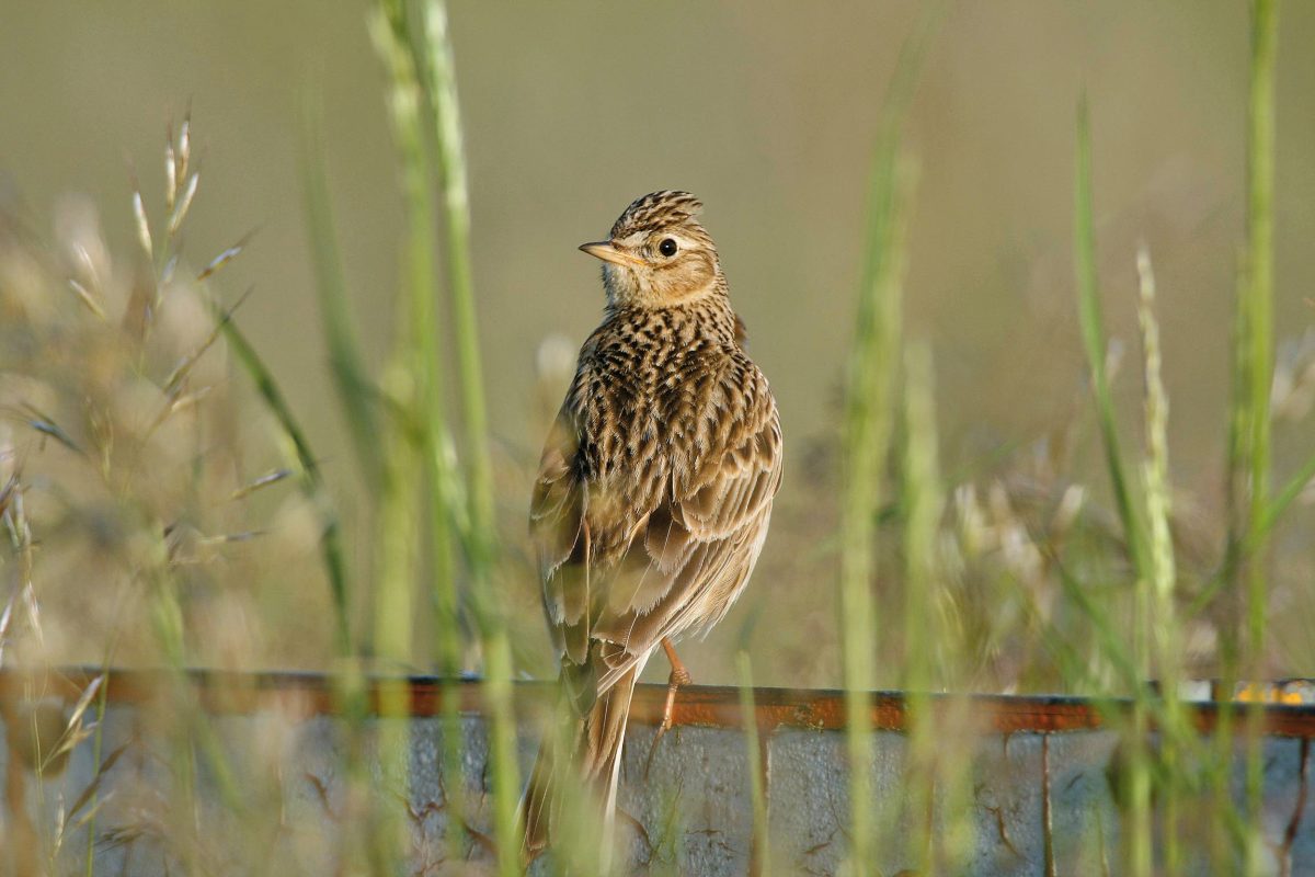 FELDLERCHE (Alauda arvensis)