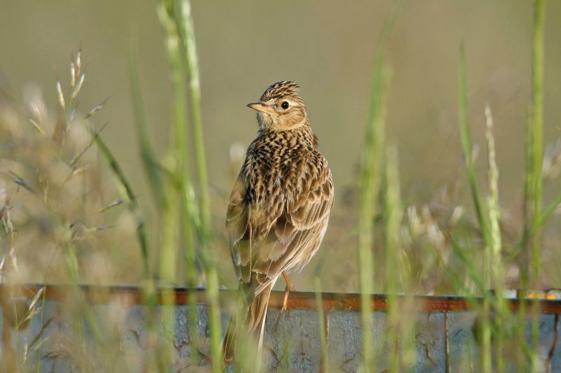 FELDLERCHE (Alauda arvensis)