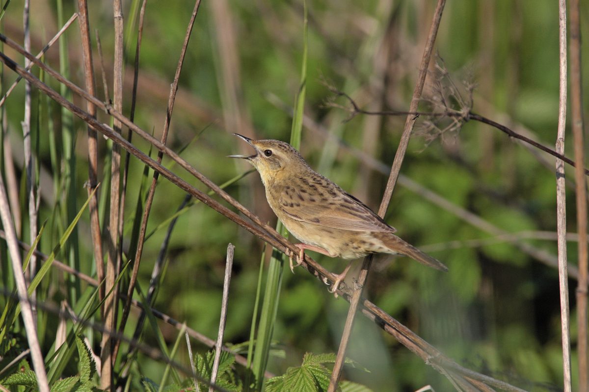 FELDSCHWIRL (Locustella naevia)
