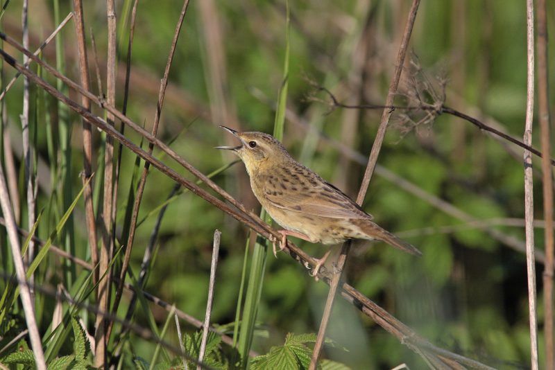 FELDSCHWIRL (Locustella naevia)