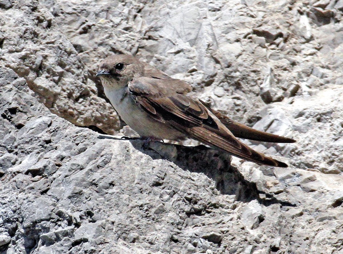 FELSENSCHWALBE (Ptyonoprogne rupestris)