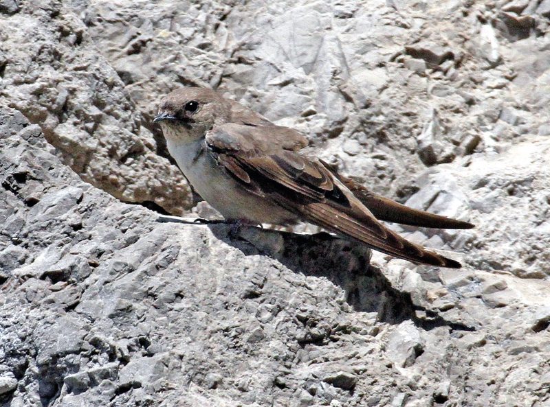 FELSENSCHWALBE (Ptyonoprogne rupestris)