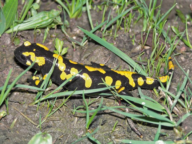 Feuersalamander (Salamandra salamandra)