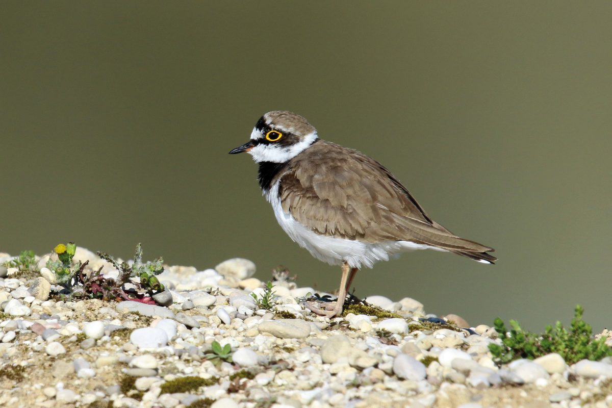FLUSSREGENPFEIFER (Charadrius dubius)