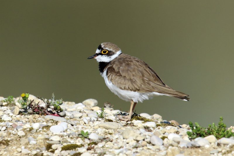 FLUSSREGENPFEIFER (Charadrius dubius)