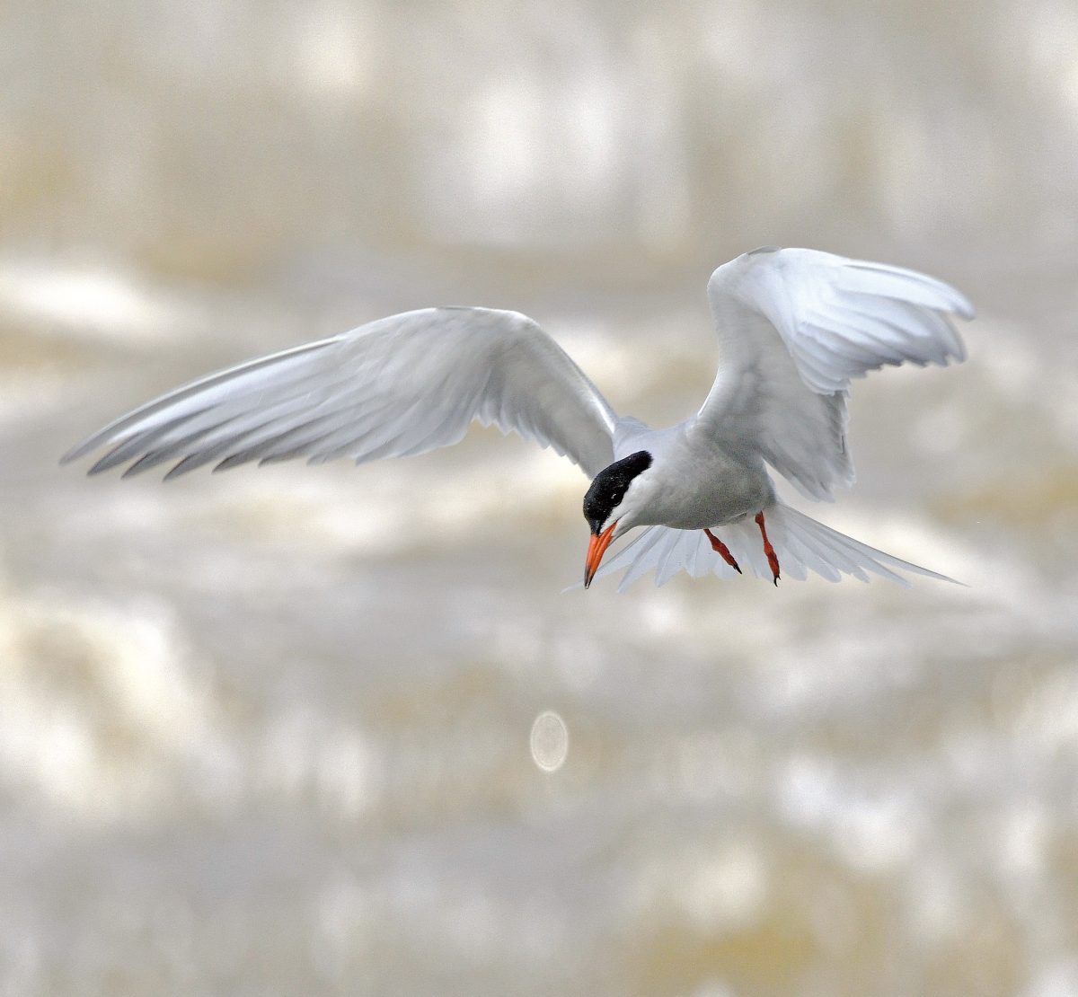 FLUSSSEESCHWALBE (Sterna hirundo)
