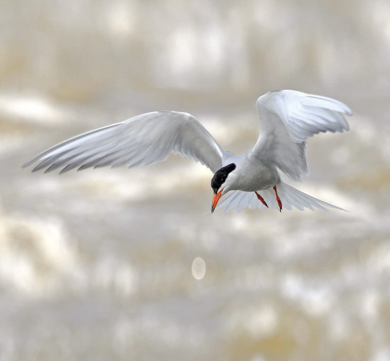 FLUSSSEESCHWALBE (Sterna hirundo)
