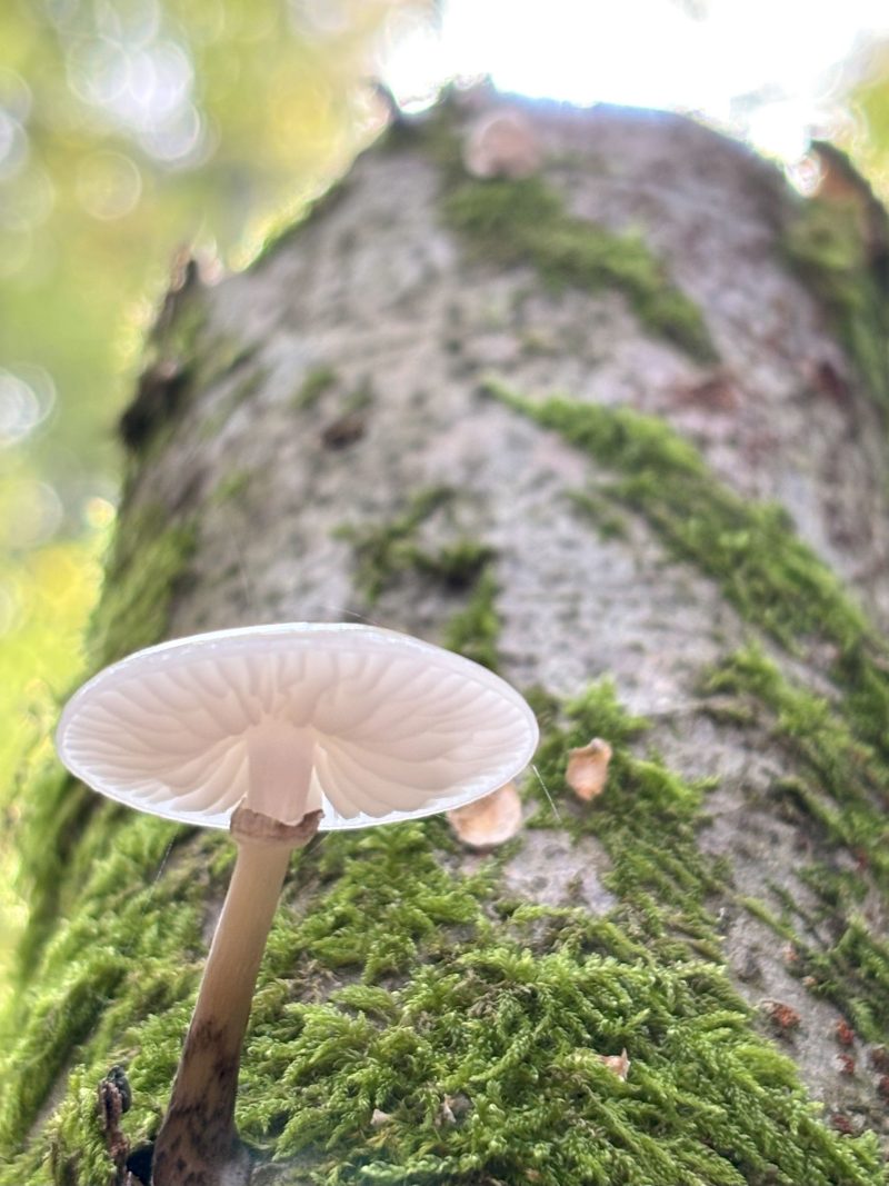 Pilze sind wahre Kunstwerke
