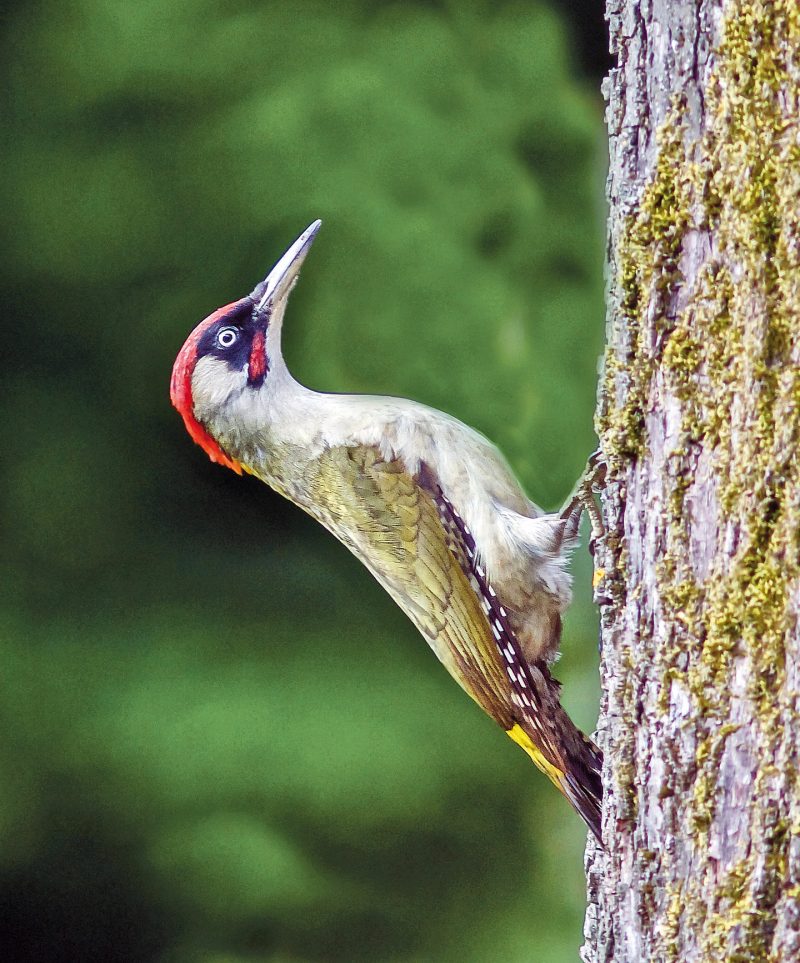 GRÜNSPECHT (Picus viridis)
