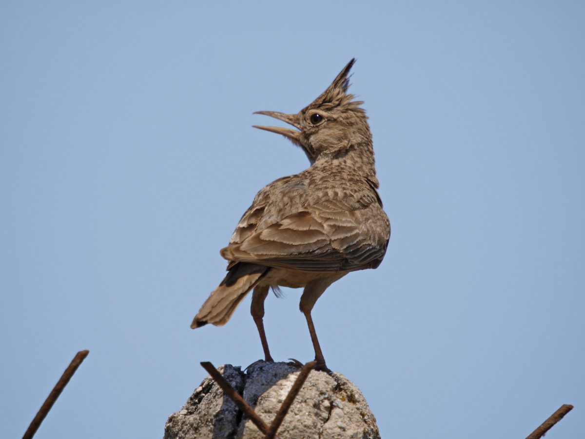 HAUBENLERCHE (Galerida cristata)