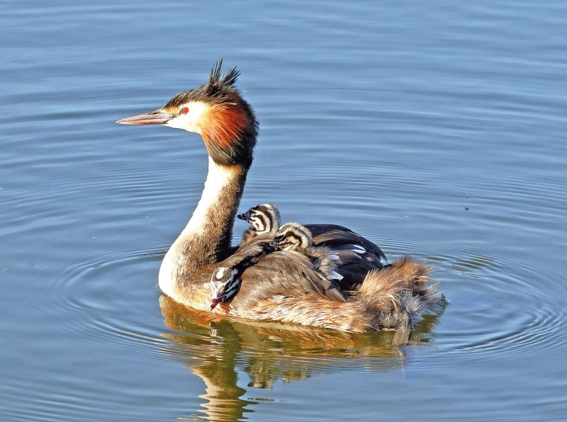 HAUBENTAUCHER (Podiceps cristatus)