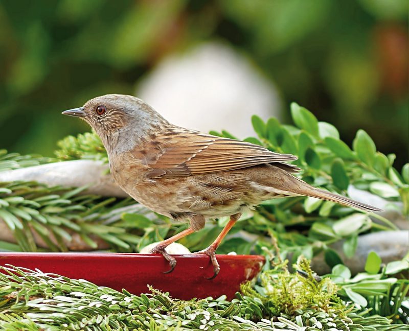 HECKENBRAUNELLE (Prunella modularis)