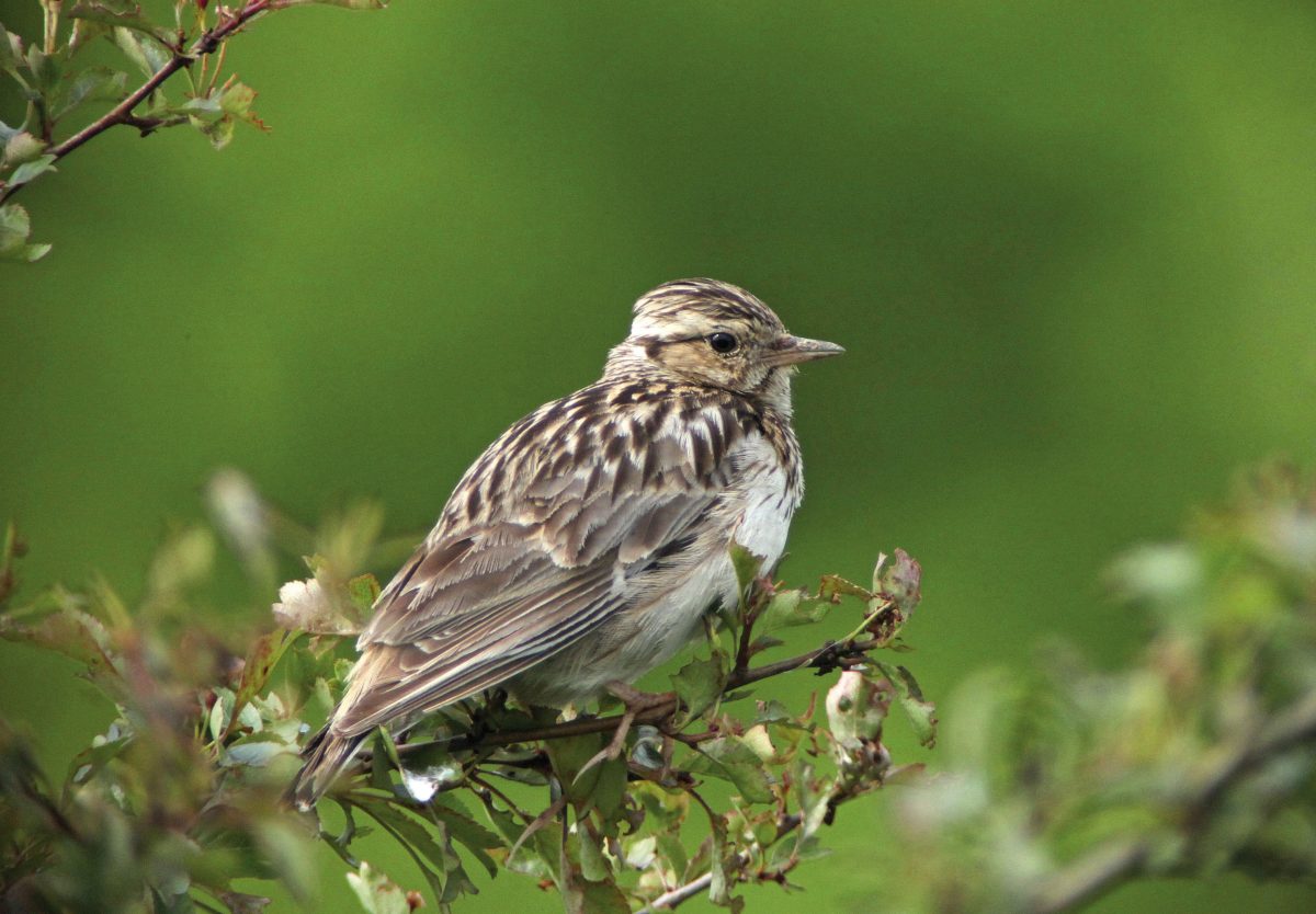HEIDELERCHE (Lullula arborea)