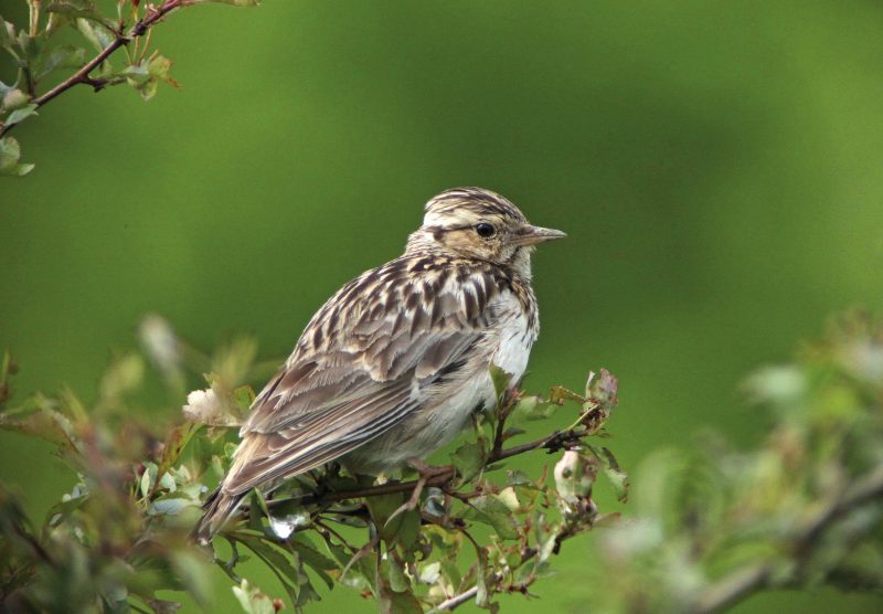 HEIDELERCHE (Lullula arborea)