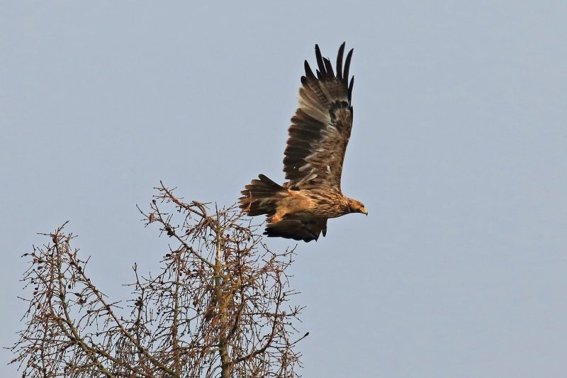 Kaiseradler (Aquila heliaca)