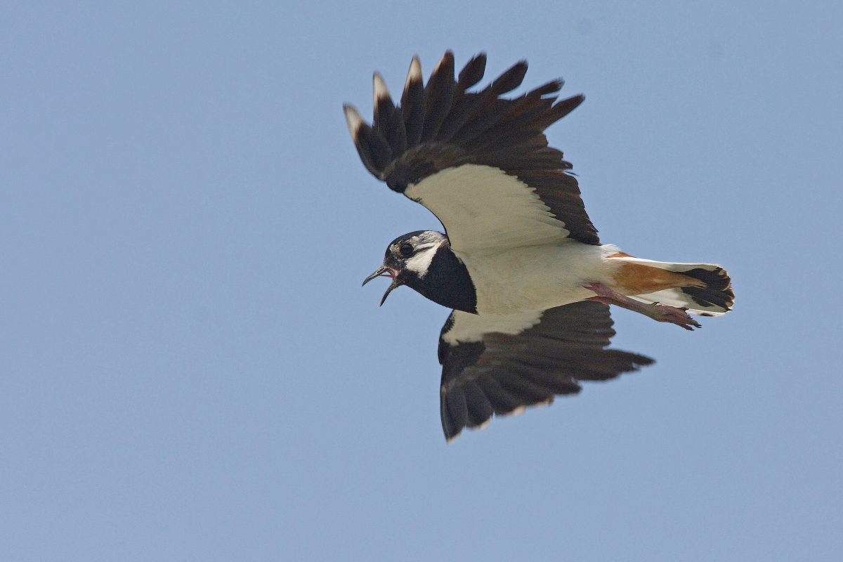 KIEBITZ (Vanellus vanellus)