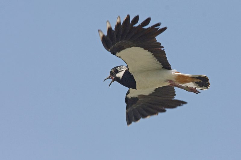 KIEBITZ (Vanellus vanellus)