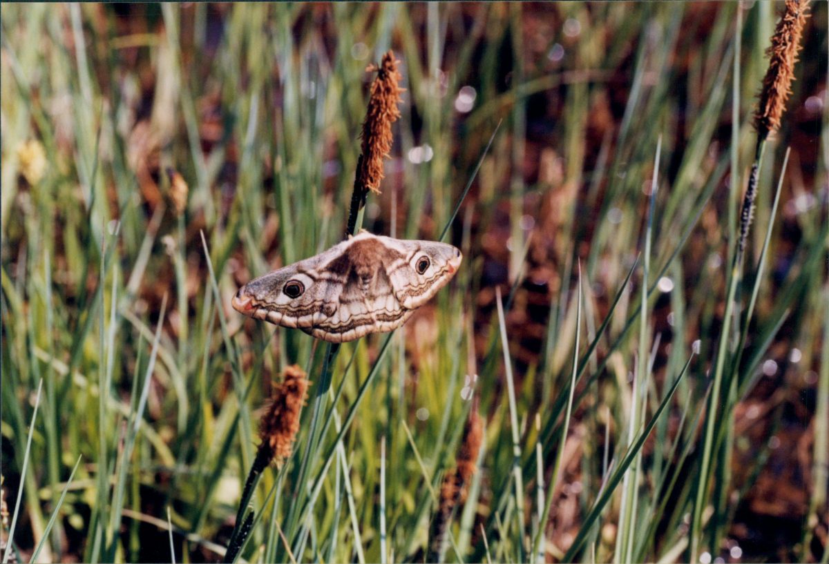 Kleines Nachtpfauenauge