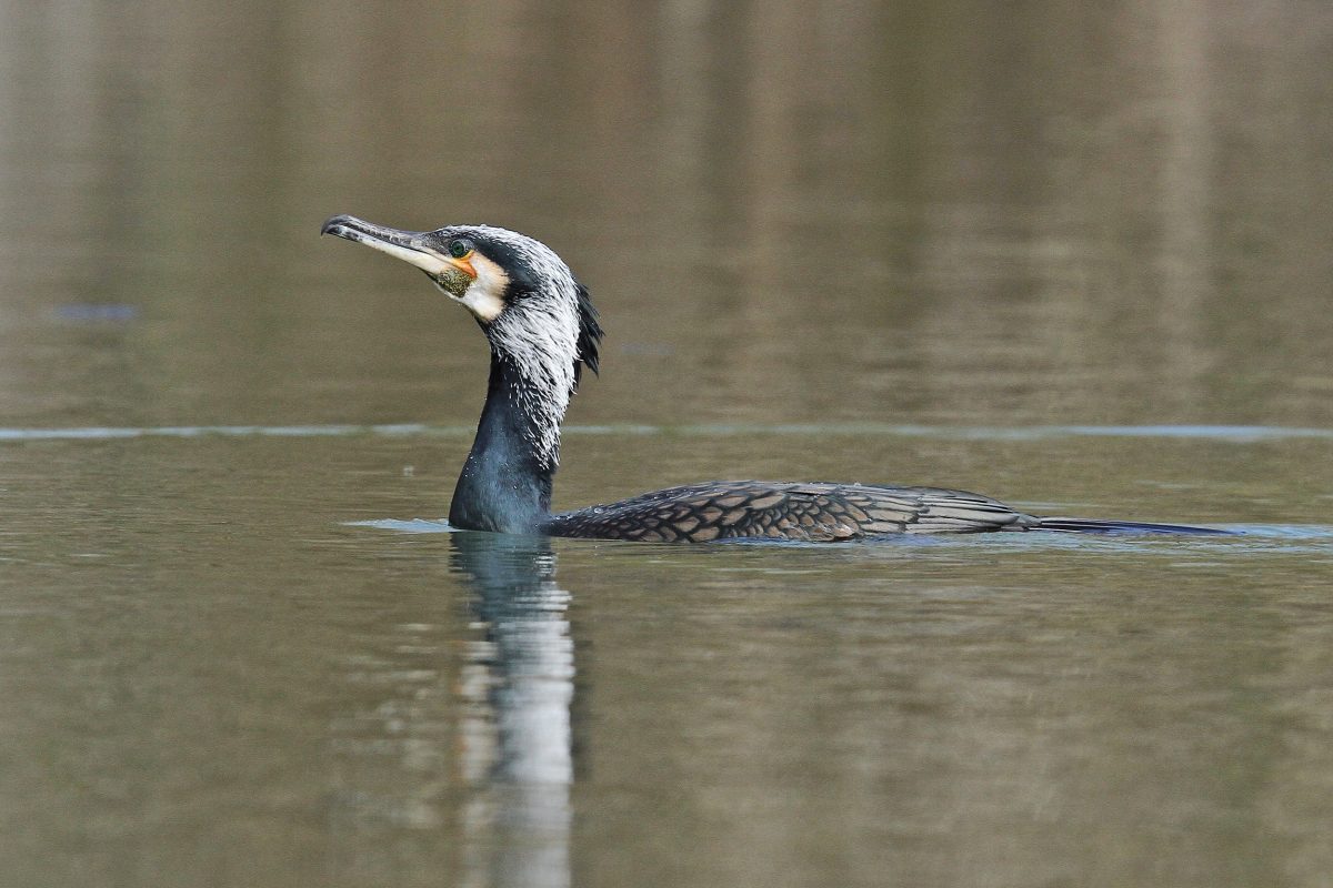 Kormoran (Phalacrocorax carbo)