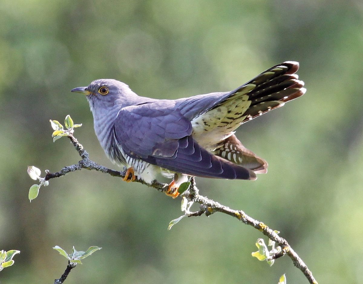 KUCKUCK (Cuculus canorus)