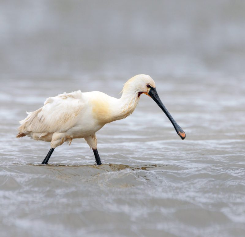Löffler (Platalea leucorodia)