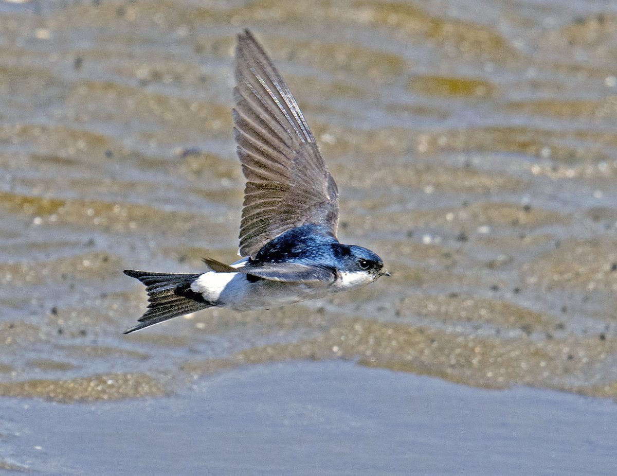MEHLSCHWALBE (Delichon urbicum)