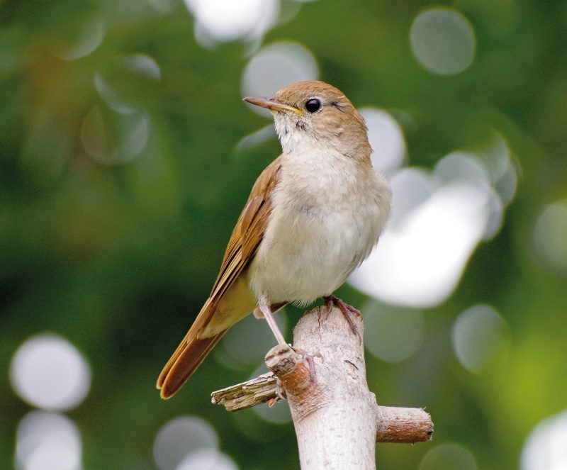 NACHTIGALL (Luscinia megarhynchos)