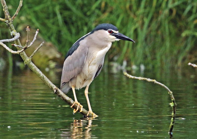 Nachtreiher (Nycticorax nycticorax)