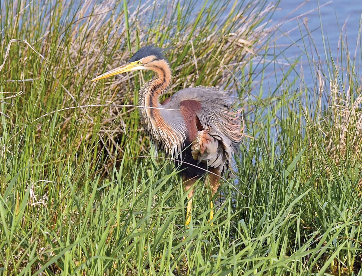 Purpuprreiher (Ardea purpurea)